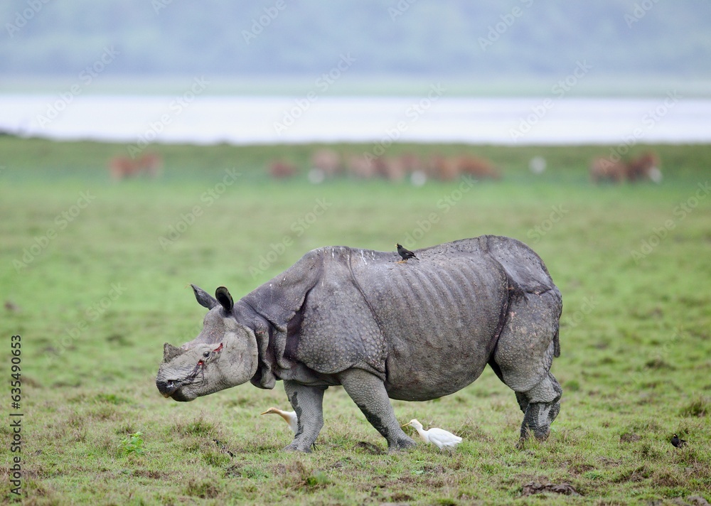 Obraz premium One Horned Rhino from Kaziranga of Assam, india