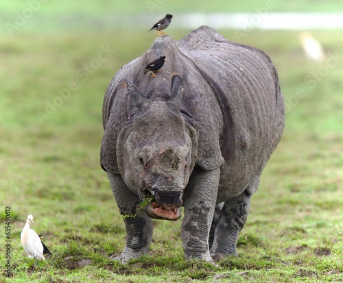 One Horned Rhino from Kaziranga of Assam  india