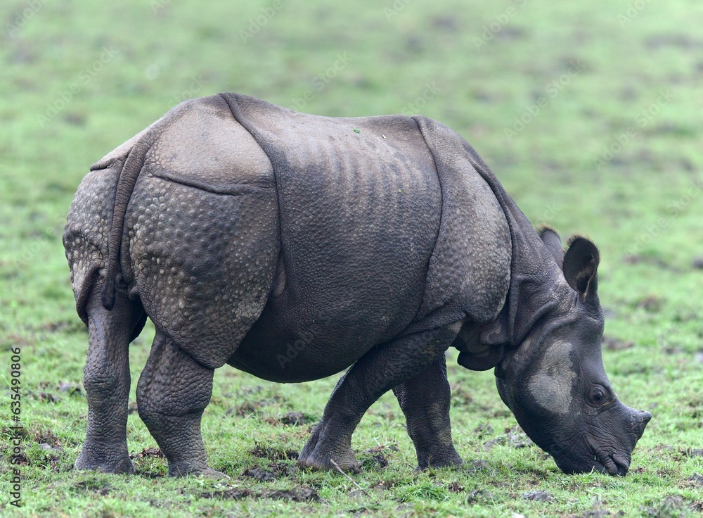 Fototapeta premium One Horned Rhino from Kaziranga of Assam, india