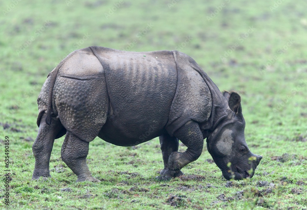 Obraz premium One Horned Rhino from Kaziranga of Assam, india