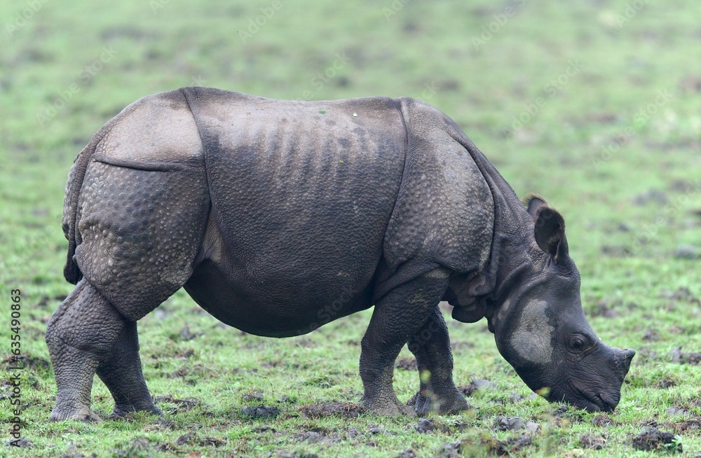 Fototapeta premium One Horned Rhino from Kaziranga of Assam, india