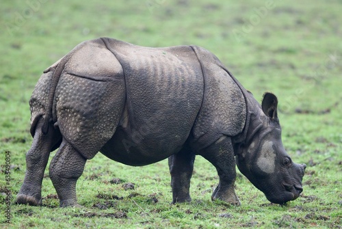 Fotografie One Horned Rhino from Kaziranga of Assam, india