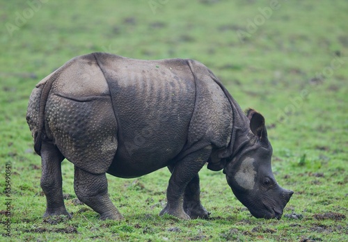Quadro em tela One Horned Rhino from Kaziranga of Assam, india