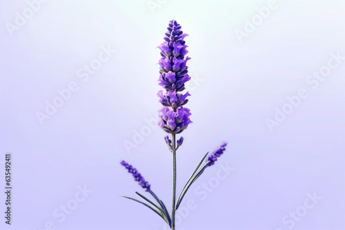 pretty lavender flowers