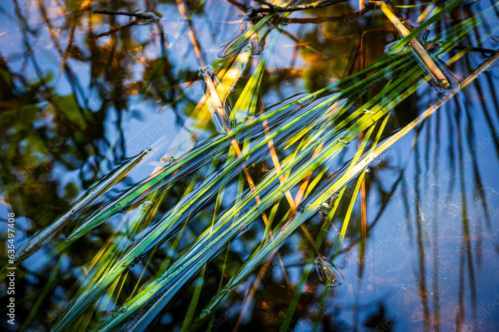 Obraz premium green reeds in water