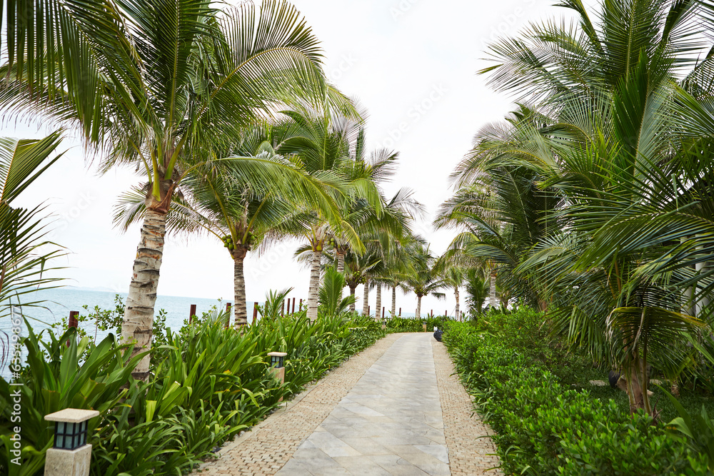 palm trees in the garden