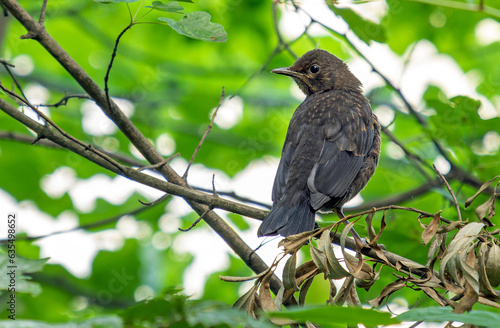 Young blackbird in the natural environment