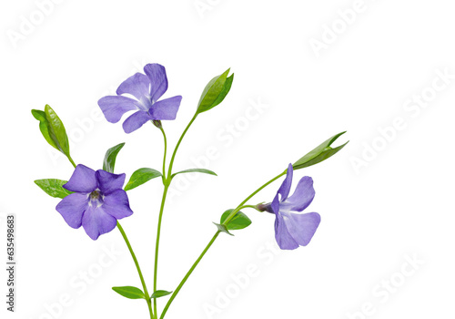 Vinca flowers isolated on white background. Vinka minor. photo