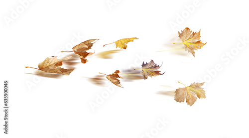 autumn time hours clock  leaves leaf of plane tree in the wind  isolated for  autumn  background