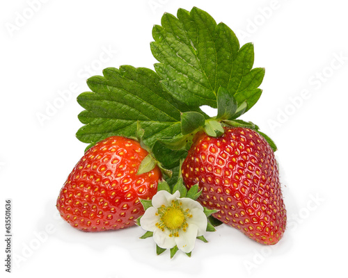 strawberries leaves flowers  on white background