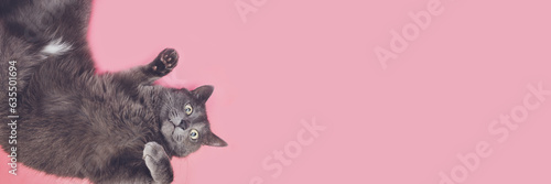 Canvas Print Grey funny cat posing on the pink background