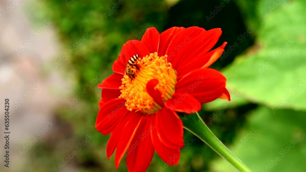 Slow motion movement of Insect Bees collect Pollen or Nectar on red daisy flower. Slow motion movement of Insect Bees collect Pollen or Nectar on red daisy flower.