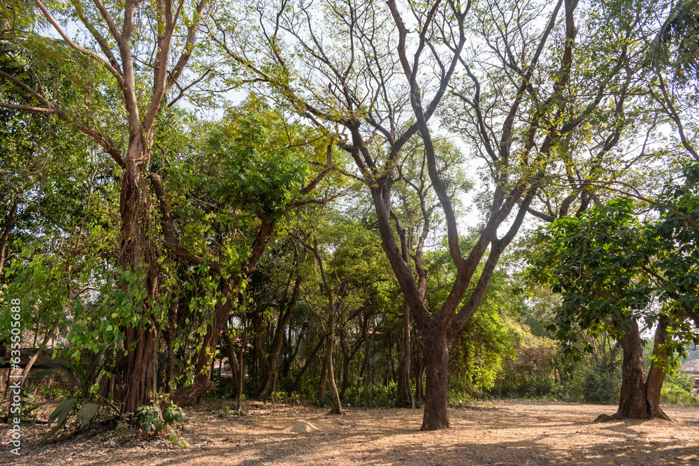Tall beautiful trees in a green forest in a coastal village near Mangalore in Karnataka. Tall beautiful trees in a green forest in a coastal village near Mangalore in Karnataka.