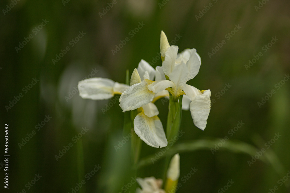 Obraz premium ダッチアイリスの花