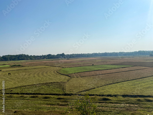 Green paddy fields of a village in the countryside around coastal Karnataka in South India.
