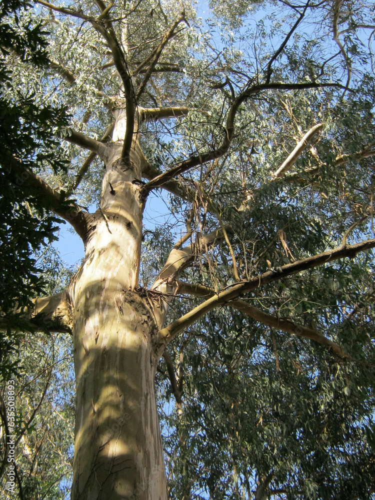 Fototapeta premium bottom view of a tree with a bare trunk
