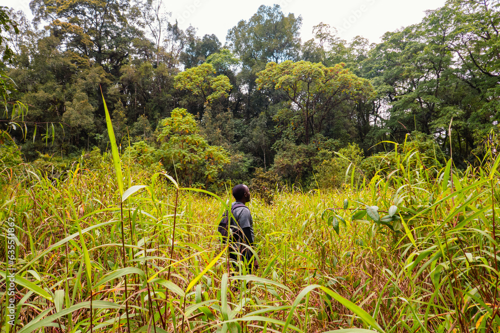 A hiker with a backpack walking on a footpath amidst trees in the dense montane forest at Lake Ngosi in Mbeya Region, Tanzania A hiker with a backpack walking on a footpath amidst trees in the dense montane forest at Lake Ngosi in Mbeya Region, Tanzania