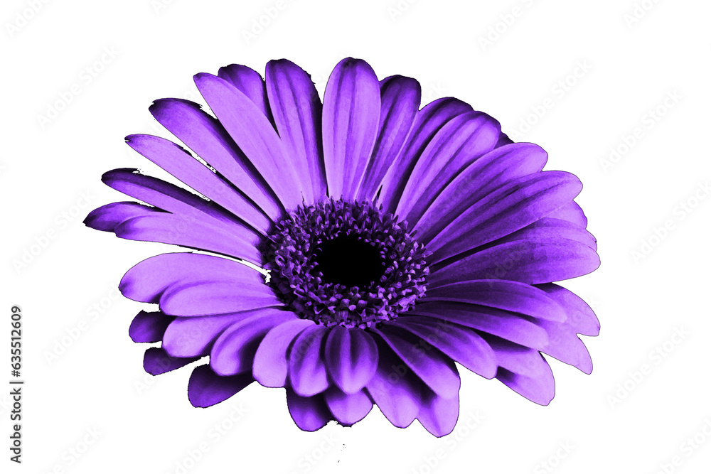 flower with transparent background 