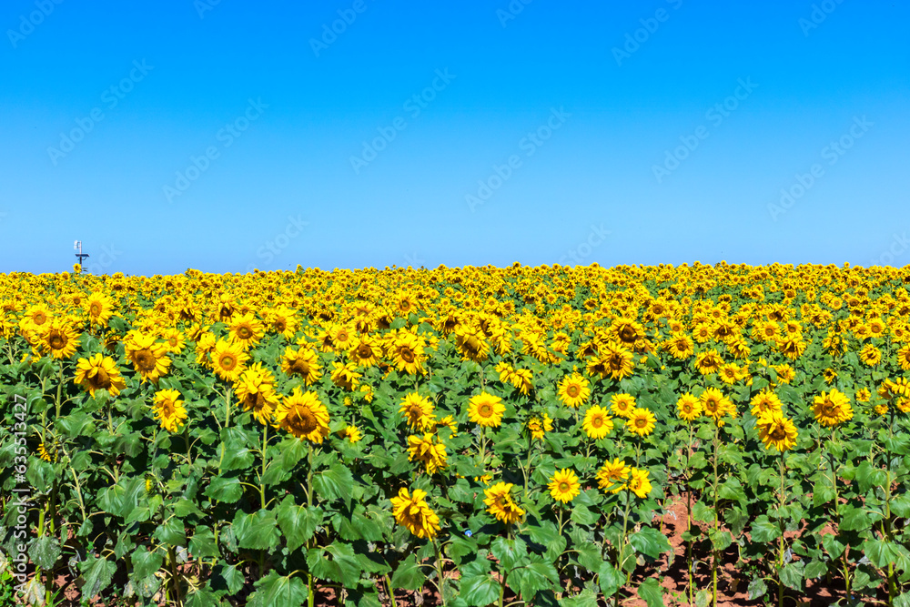 Field of sunflowers under blue sky in plantation in Brazil