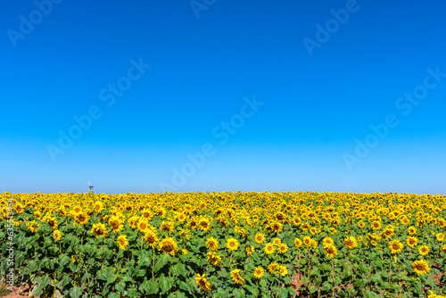 Field of sunflowers under blue sky in plantation in Brazil
