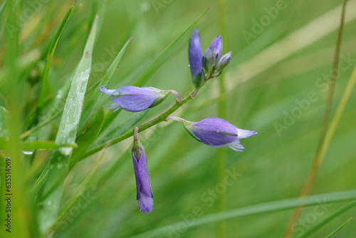 Closeup on the purple flowers of the common milkwort, Polygala vulgaris in a green meadow photo