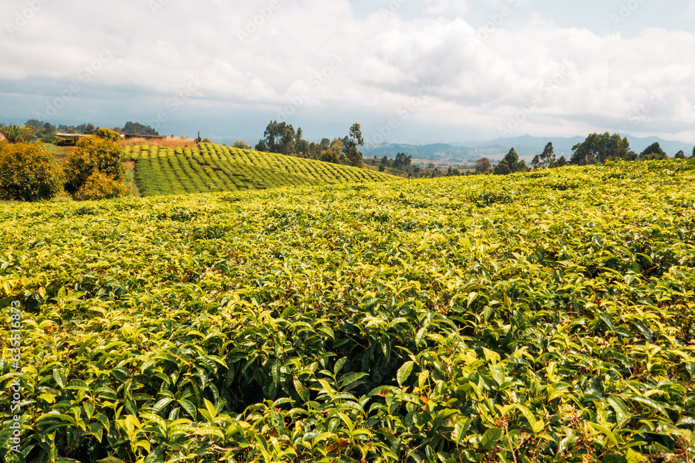 A tea agricultural farm in Mbeya Region, Tanzania 