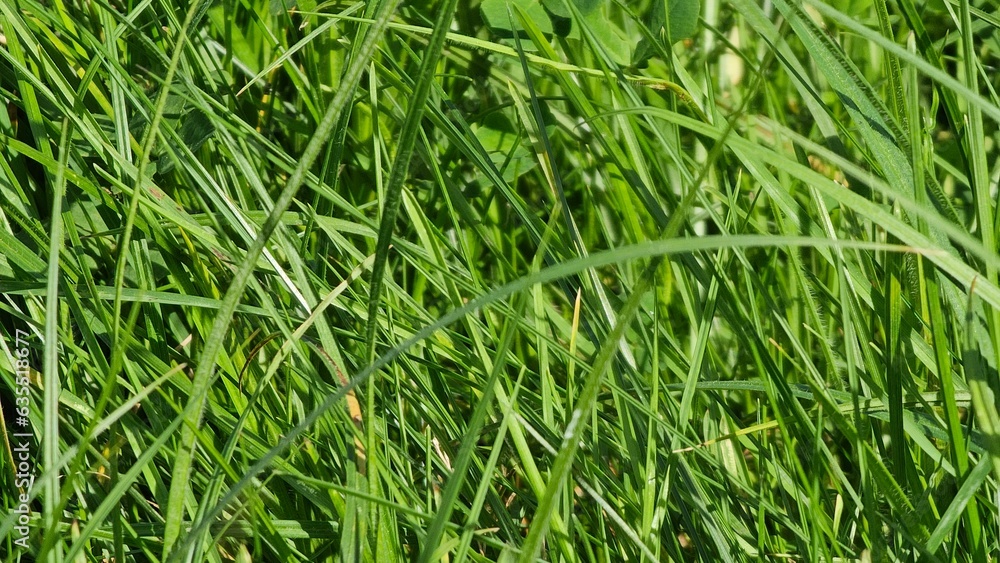 green grass background green grass background
