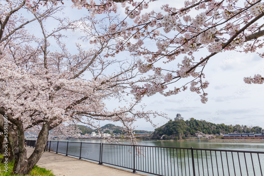 岐阜県各務原市から木曽川越しの桜と犬山城天守閣 岐阜県各務原市から木曽川越しの桜と犬山城天守閣