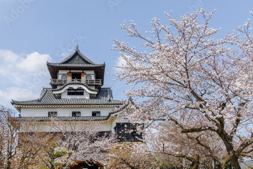 犬山城内庭園から桜と犬山城天守閣