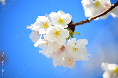 和歌山の桜