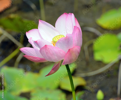 Lotus flower Nelumbo nucifera, known by a number of names including Indian Lotus, Sacred Lotus, Bean of India is a plant in the monogeneric family Nelumbonaceae. photo