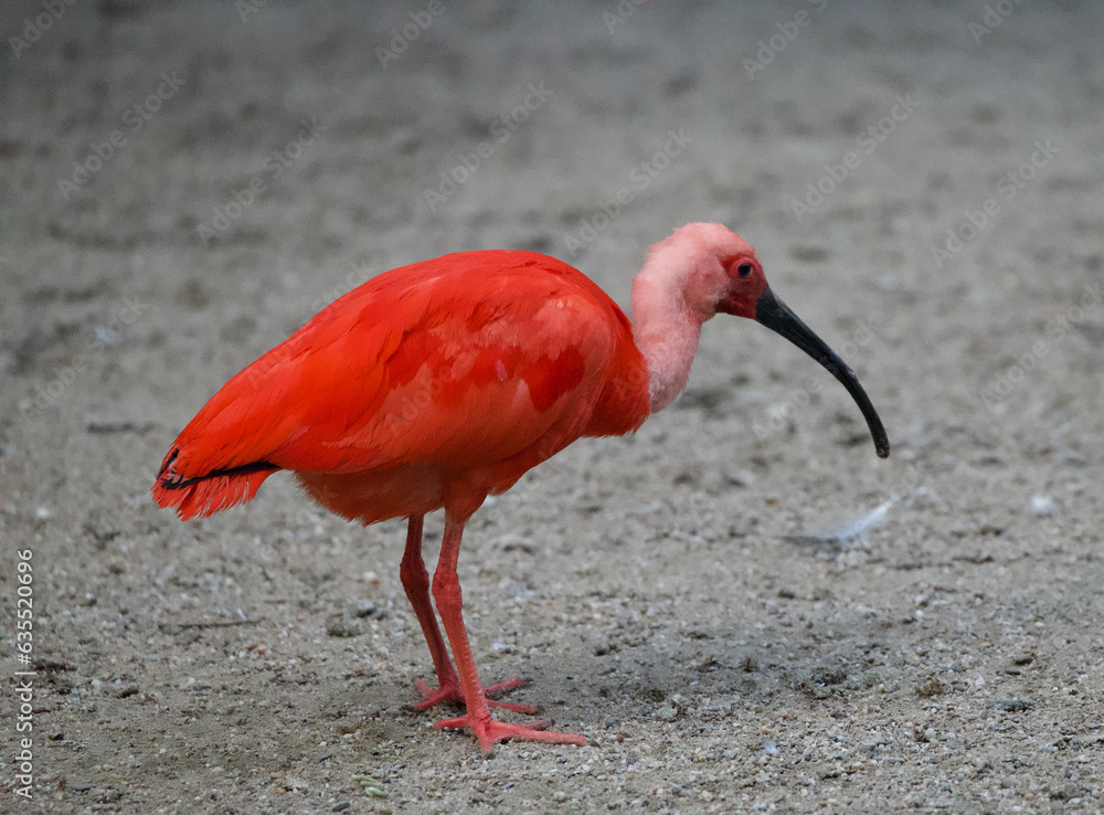 Ταπετσαρία Beautiful portrait of a scarlet ibis
