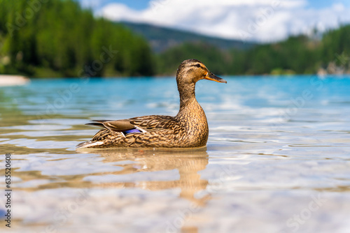 A wild duck leads her ducklings on Lake Bries amidst the Dolomites' landscapes. Serene family bond captured in nature's beauty. © Sanfira