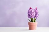 hyacinth flowers in a clay pot, minimalism, pastel background, reality, stock photography with copy space