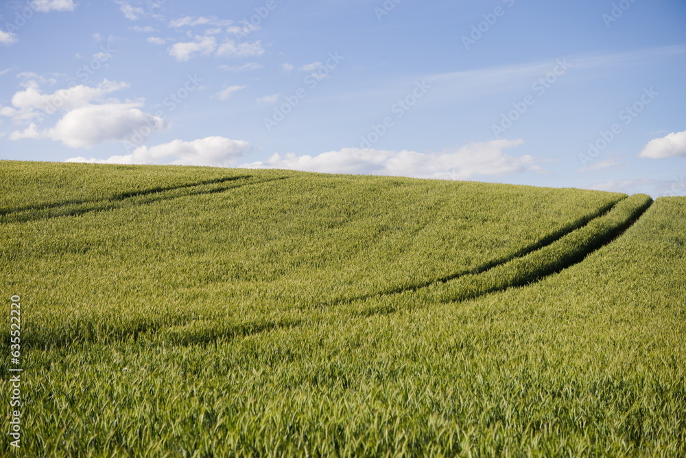 Naklejka premium Droga ciągnika w zbożu