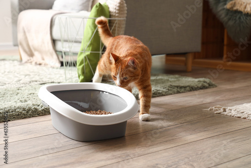 Fotografie Cute cat near litter box in room