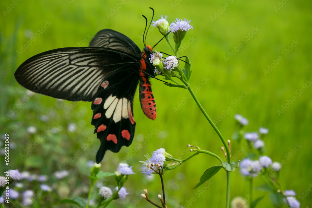 Fototapeta premium butterfly on a flower
