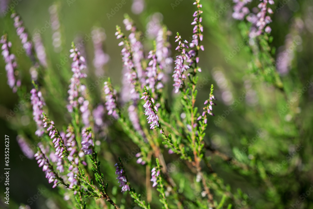 Calluna vulgaris, common heather flowers closeup selective focus Calluna vulgaris, common heather flowers closeup selective focus