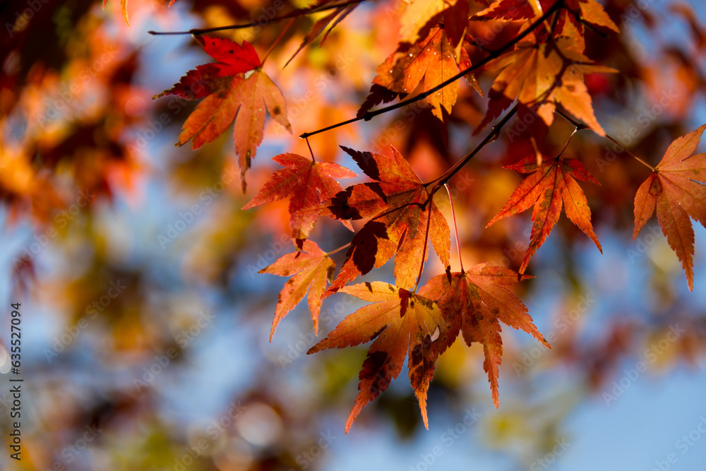 秋の紅葉