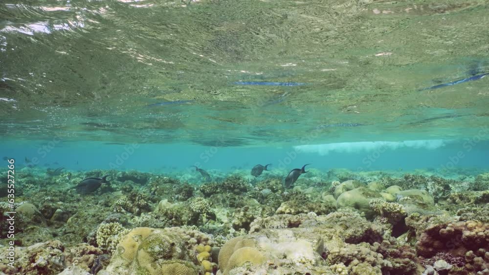 Fishes swims under waves above top of reef, Slow motion. Tropical fish swim on shallow coral reef under big waves in sunbeams at sunset. Life of coral reef in evening on sunlights Fishes swims under waves above top of reef, Slow motion. Tropical fish swim on shallow coral reef under big waves in sunbeams at sunset. Life of coral reef in evening on sunlights