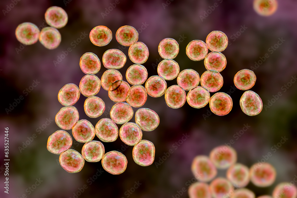 Staphylococcus bacteria, 3D illustration. Staphylococcus bacteria, 3D illustration.
