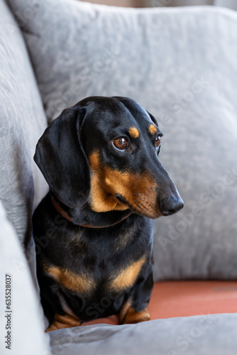 Portrait of a dachshund sitting on the sofa. © Carolina Santos 