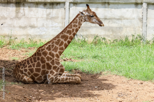 The baby giraff in the garden at nature sawana grass