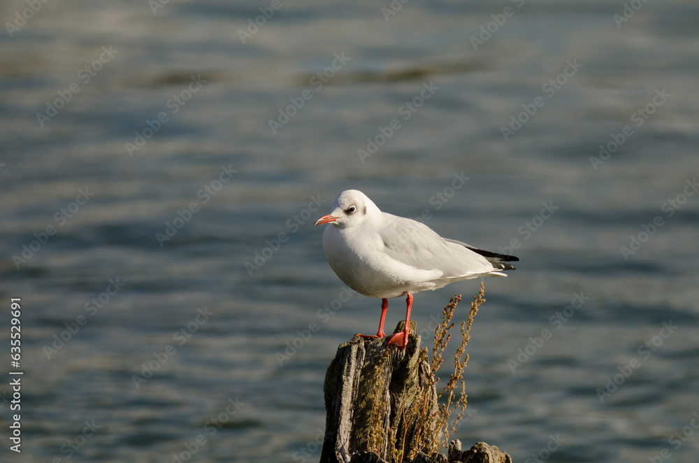 Black-headed gull (Larus ridibundus) in autumn on the Baltic Sea Black-headed gull (Larus ridibundus) in autumn on the Baltic Sea