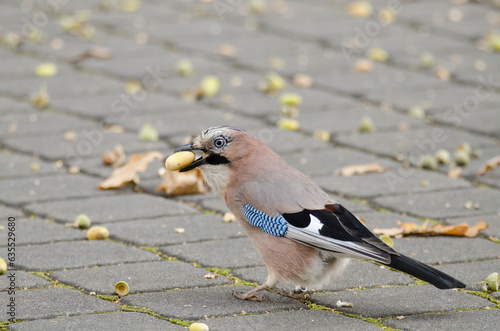 Jay (Garrulus glandarius) feeds on acorns in autumn in a city park
