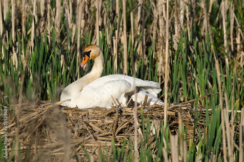 Spring, beautiful weather, mute swan (Cygnus olor) female resting on her nest