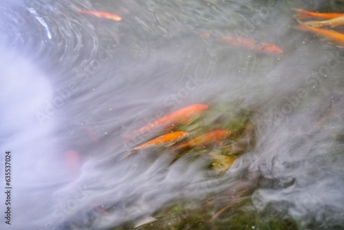 water flowing in the forest