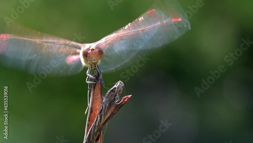 Common Darter dragonfly (Sympetrum striolatum) male  flying in to land on a favourite perch. August, Kent, UK [Slow motion x5]  photo