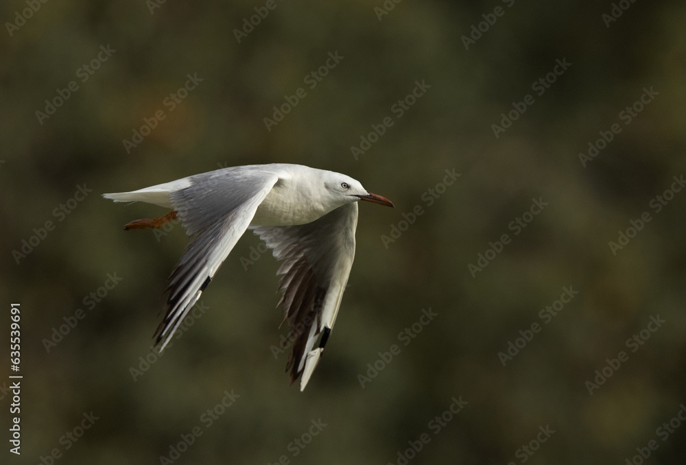 Sender-billed seagull flying at Tubli bay, Bahrain Sender-billed seagull flying at Tubli bay, Bahrain