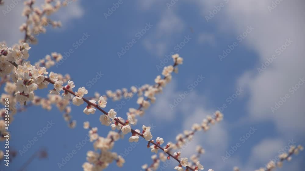 White Apple Flower Buds on a Branch. Closeup on Flowering Bloom of Apple Tree Blossoming Flowers in Spring Garden. Spring Day and Blue Sky White Apple Flower Buds on a Branch. Closeup on Flowering Bloom of Apple Tree Blossoming Flowers in Spring Garden. Spring Day and Blue Sky